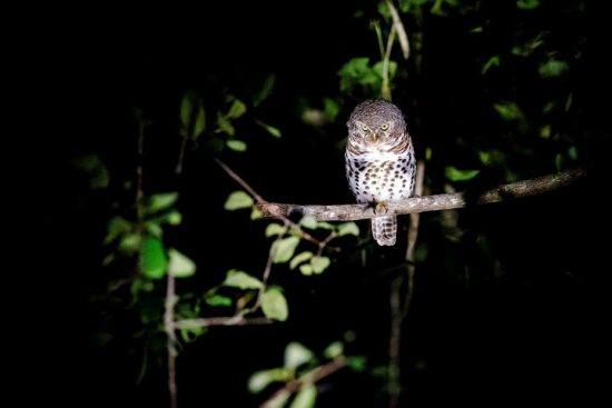 Ein Kap-Sperlingskauz bei Nacht in einem Baum