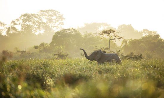 Bassin du Congo | Eléphant de forêt