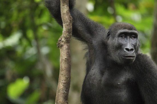 Westlicher Flachlandgorilla im Regenwald der Republik Kongo