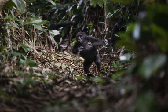 Ein kleiner Westlicher Flachlandgorilla läuft durch den Regenwald in Zentralafrika