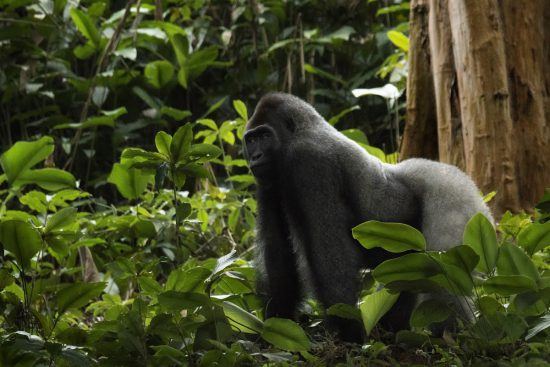 Gorilla-Trekking im Kongo: Westlicher Flachlandgorilla auf allen Vieren im Regenwald