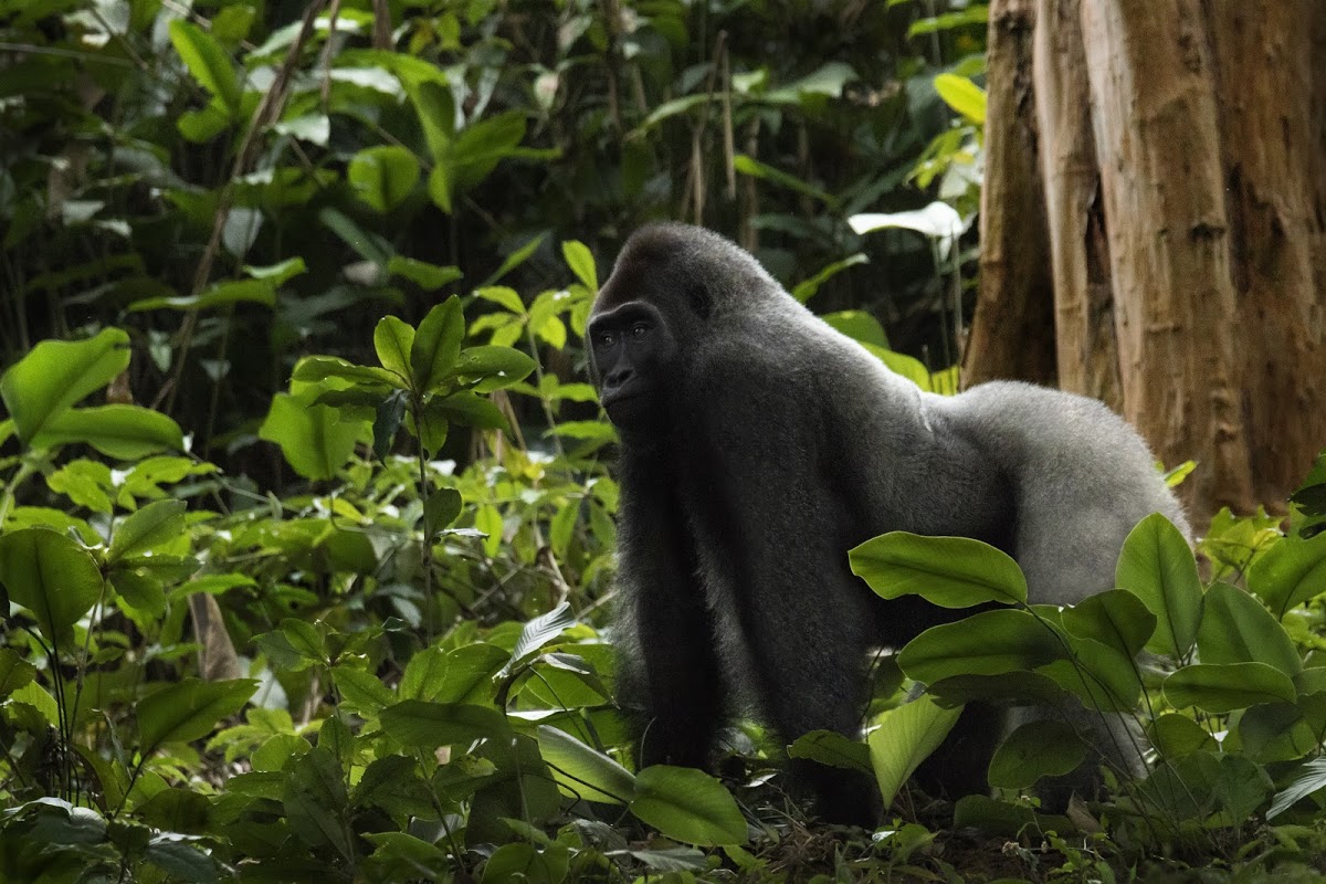 The amazing gorillas of Rwanda