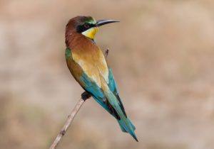 The European bee eater