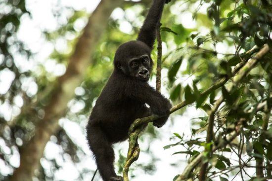 Ein kleiner Westlicher Flachlandgorilla klettern zwischen Ästen im Regenwald herum