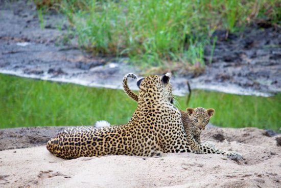 Leopardenweibchen mit Nachwuchs im Sabi Sand Game Reserve