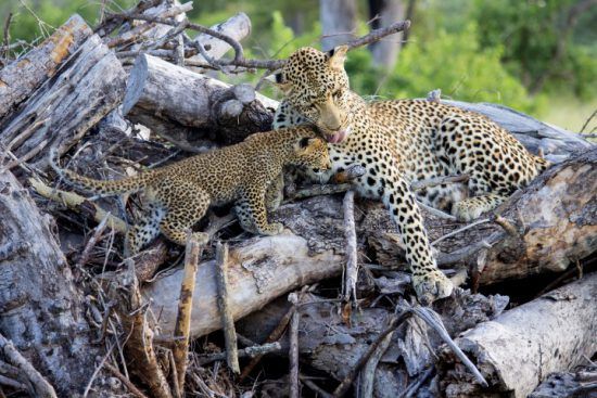 Météo au Parc Kruger | Femelle léopard et son petit