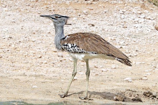 Junto al cóndor, el cisne y el pavo, el kori bustard es una de las aves voladoras más pesadas. 