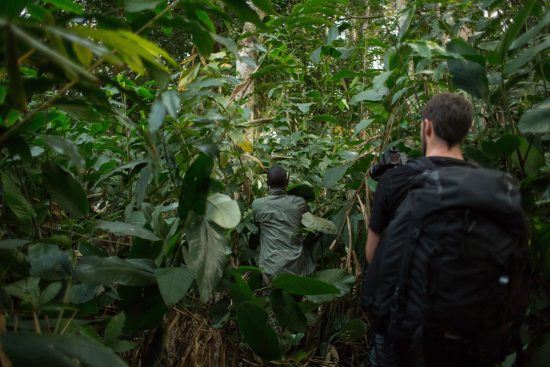 Entre los árboles de la segunda selva más grande del mundo. 