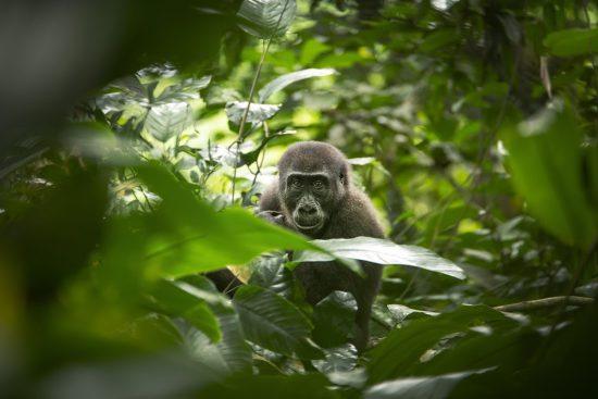 Bassin du Congo | Gorille des plaines occidentales