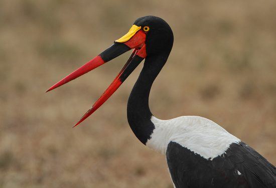 Con un pico tan característico, será difícil no identificar a este animal. 