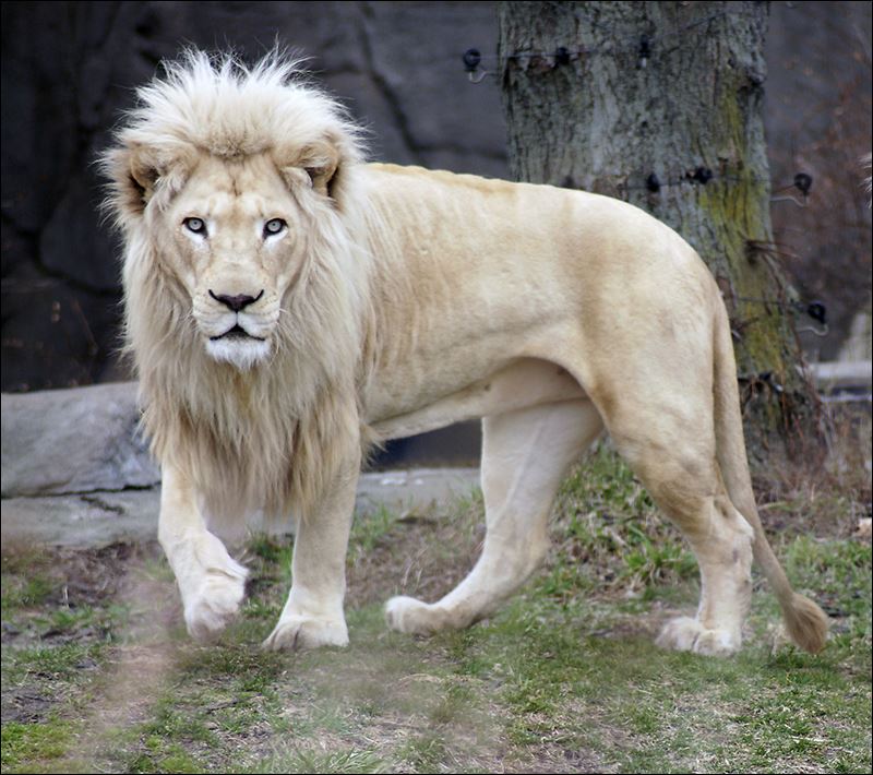 Estos leones destacan tanto por su pelaje como por su gran tamaño. 