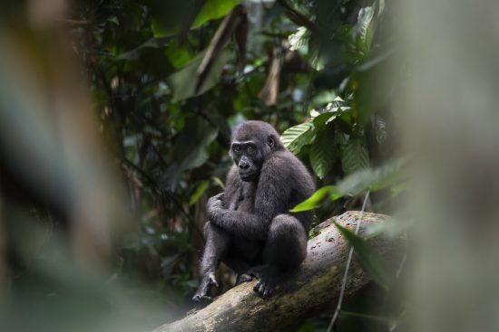 Westlicher Flachlandgorilla im Kongobecken (Odzala)