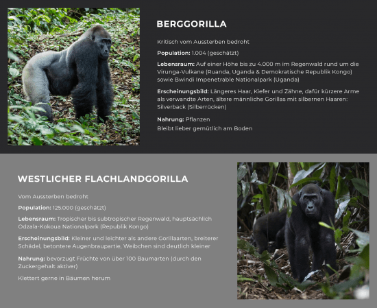 Kongo - Gorilla: Vergleich zwischen Westlichem Flachlandgorilla und Berggorilla