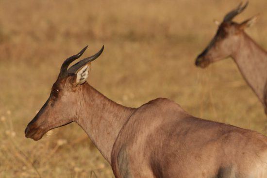 Timbavati | Antilope Tsessebe