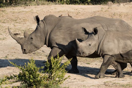 Zwei Spitzmaulnashörner in der afrikanischen Wildnis