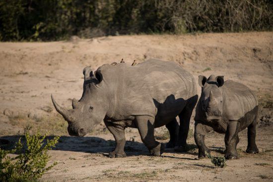 Nashorn mit Nachwuchs in der afrikanischen Wildnis