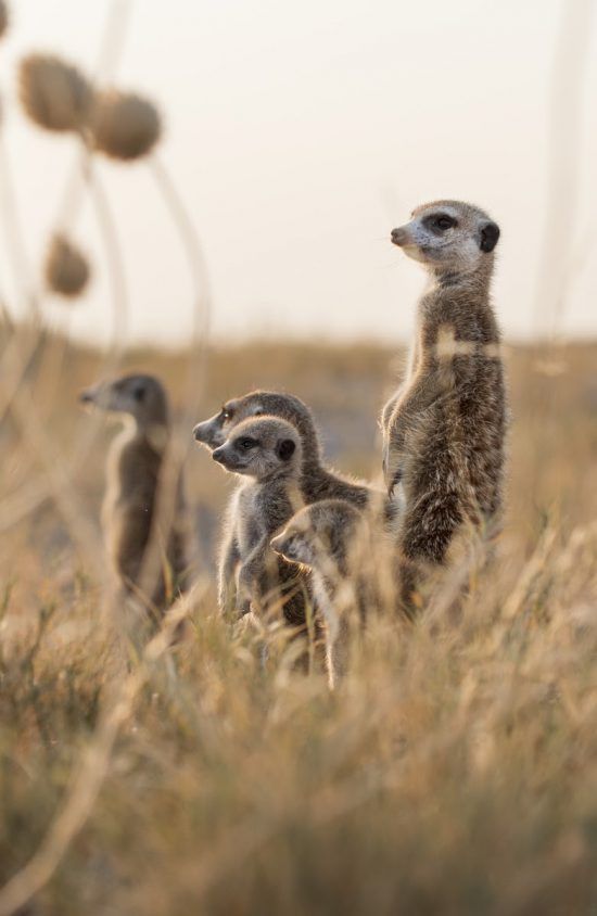 Cada suricata tiene una función concreta dentro de su sistema organizativo. 