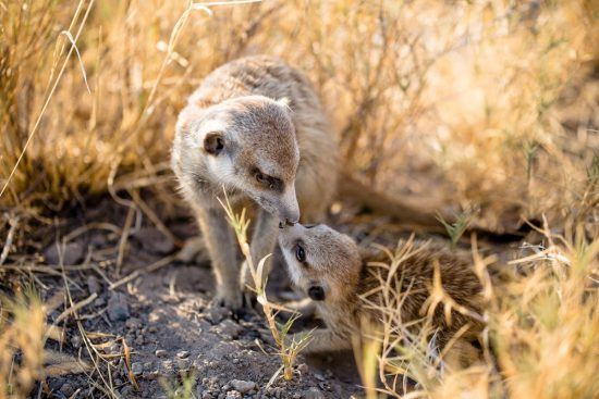 Afrika-Urlaub 2021: Zwei Erdmännchen in Afrikas Wildnis