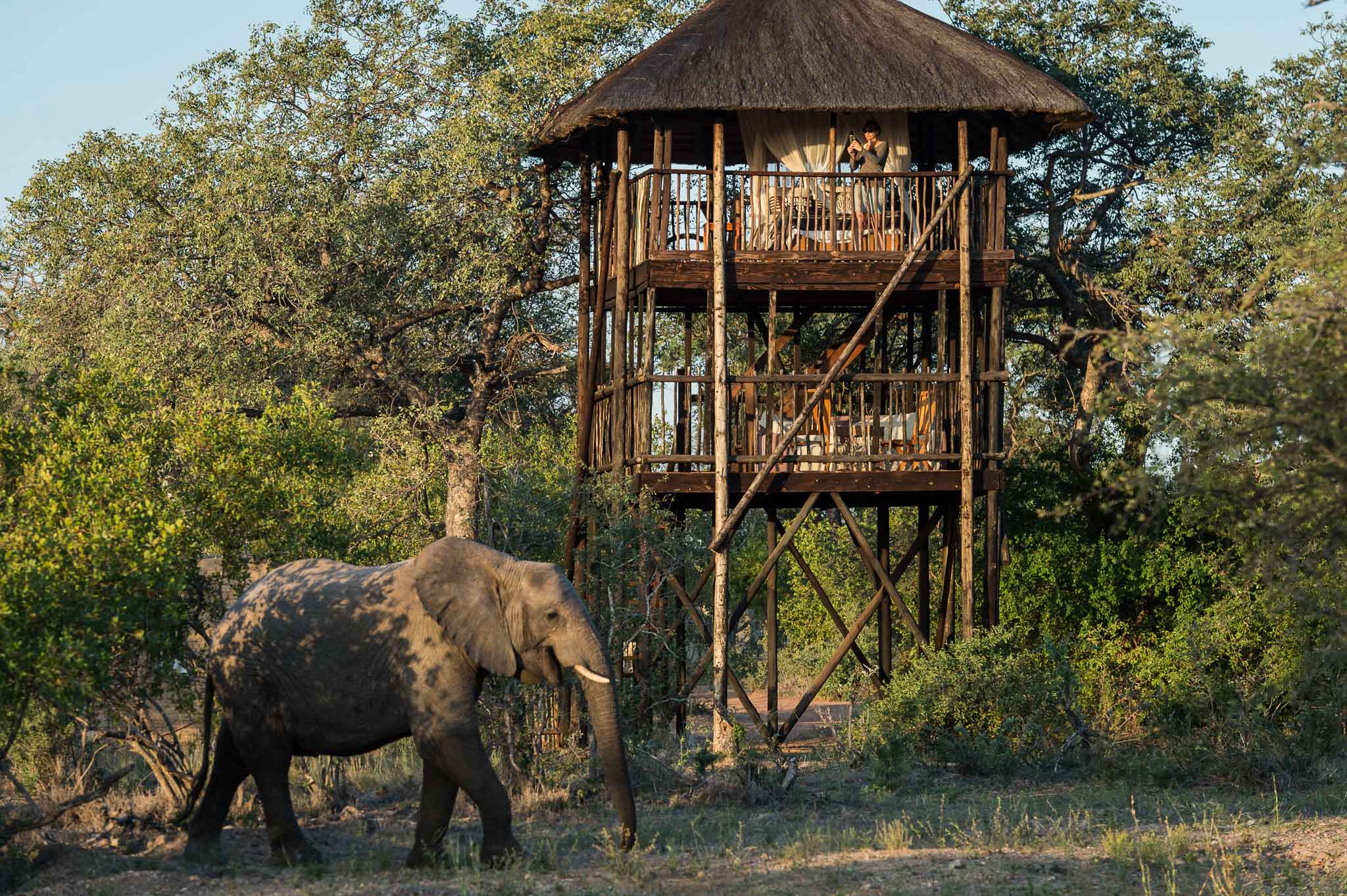 Ein Elefant läuft an dem Baumhaus von Africa on Foot vorbei