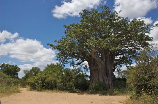 Ein großer Baobab im Krüger Nationalpark