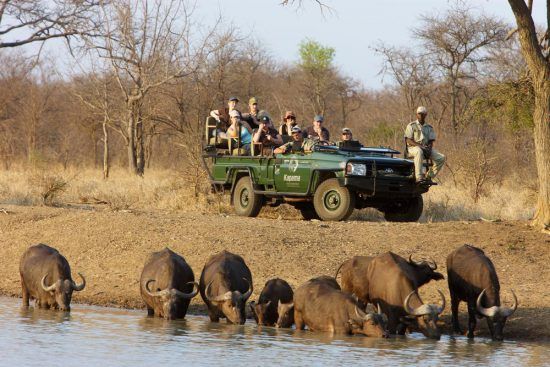 Safari à Kapama | Un safari en voiture au coeur de la vie sauvage