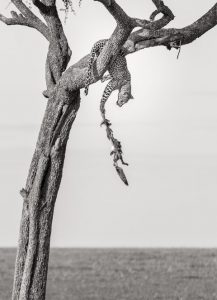 Ein Leopard auf einem Baum hält an seiner herunterfallenden Beute fest - Gewinnerfoto bei Africa's Photographer of the Year 2018