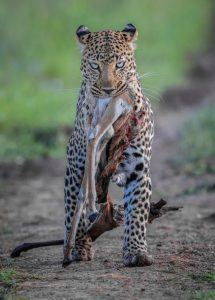 Leopardin mit Beute im Maul - Einsendung bei Africa's Photographer of the Year