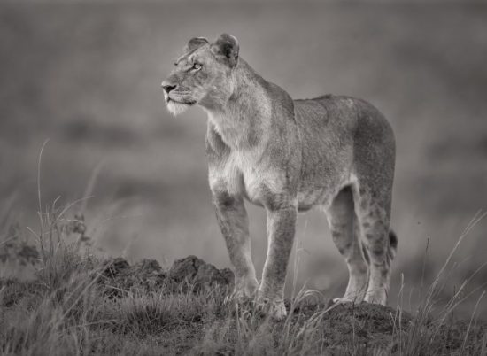 Eine Löwin in der Savanne Afrikas - Einsendung bei Africa’s Photographer of the Year 2018