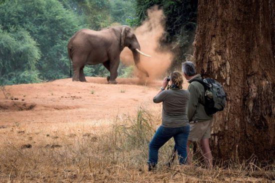 Mann und Frau auf einer Wander-Safari im Krüger Nationalpark beobachten einen Elefanten