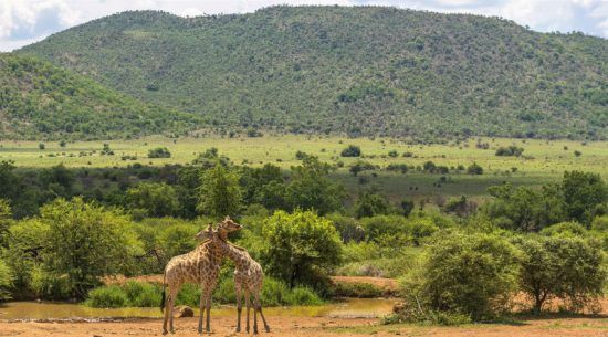 Zwei Giraffen im Pilanesberg Game Reserve