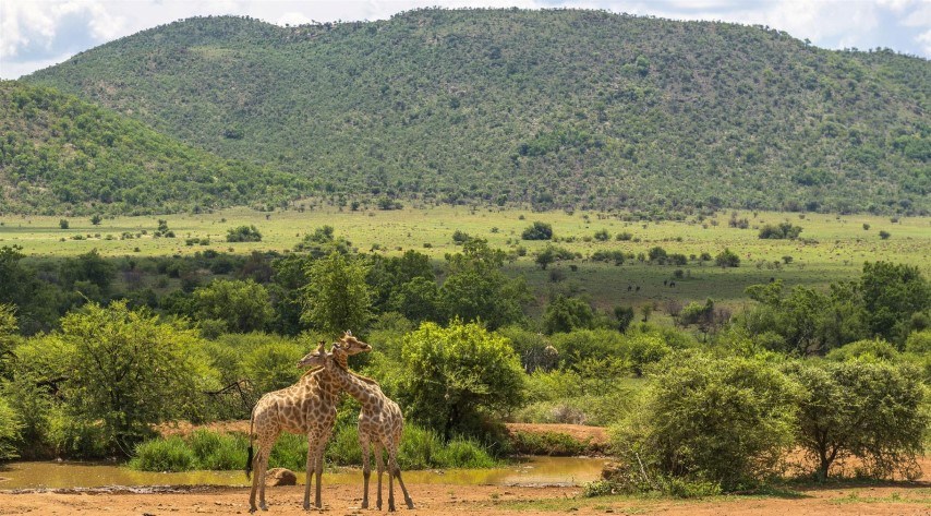 Top Reiseziele in Südafrika: Der Pilanesberg Nationalpark