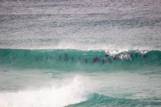 Delfine schwimmen in einer Welle vor der Lekkerwater Beach Lodge