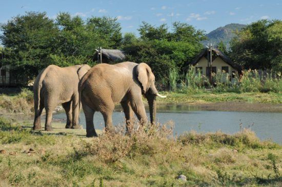 Madkiwe | Safari en Afrique du sud sans paludisme