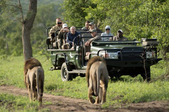 Niños y mayores podrán disfrutar juntos de la aventura de un safari