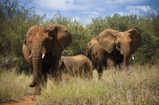 A herd of elephants in Madikwe Game Reserve 