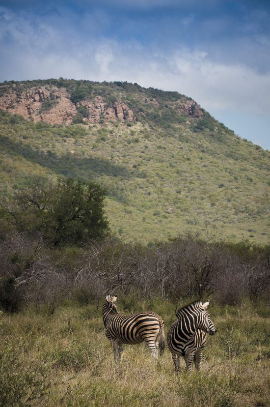 Madkiwe | Safari en Afrique du sud sans paludisme