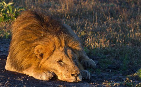 En este post aprenderás el significado de la palabra "Simba. 