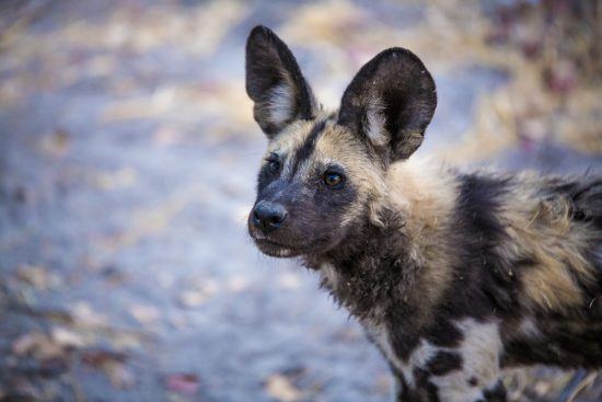 Nahaufnahme eines Afrikanischen Wildhunds