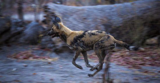 Afrikanischer Wildhund im Lauf