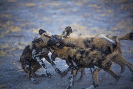 Weshalb wir Afrikanische Wildhunde lieben: Niedliches Begrüßungsritual