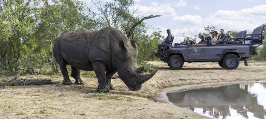 Afrique australe | Sabi Sand