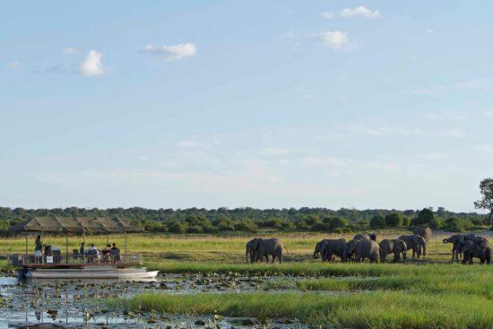 Boots-Safari mit Elefanten am grünen Flussufer des Chobe