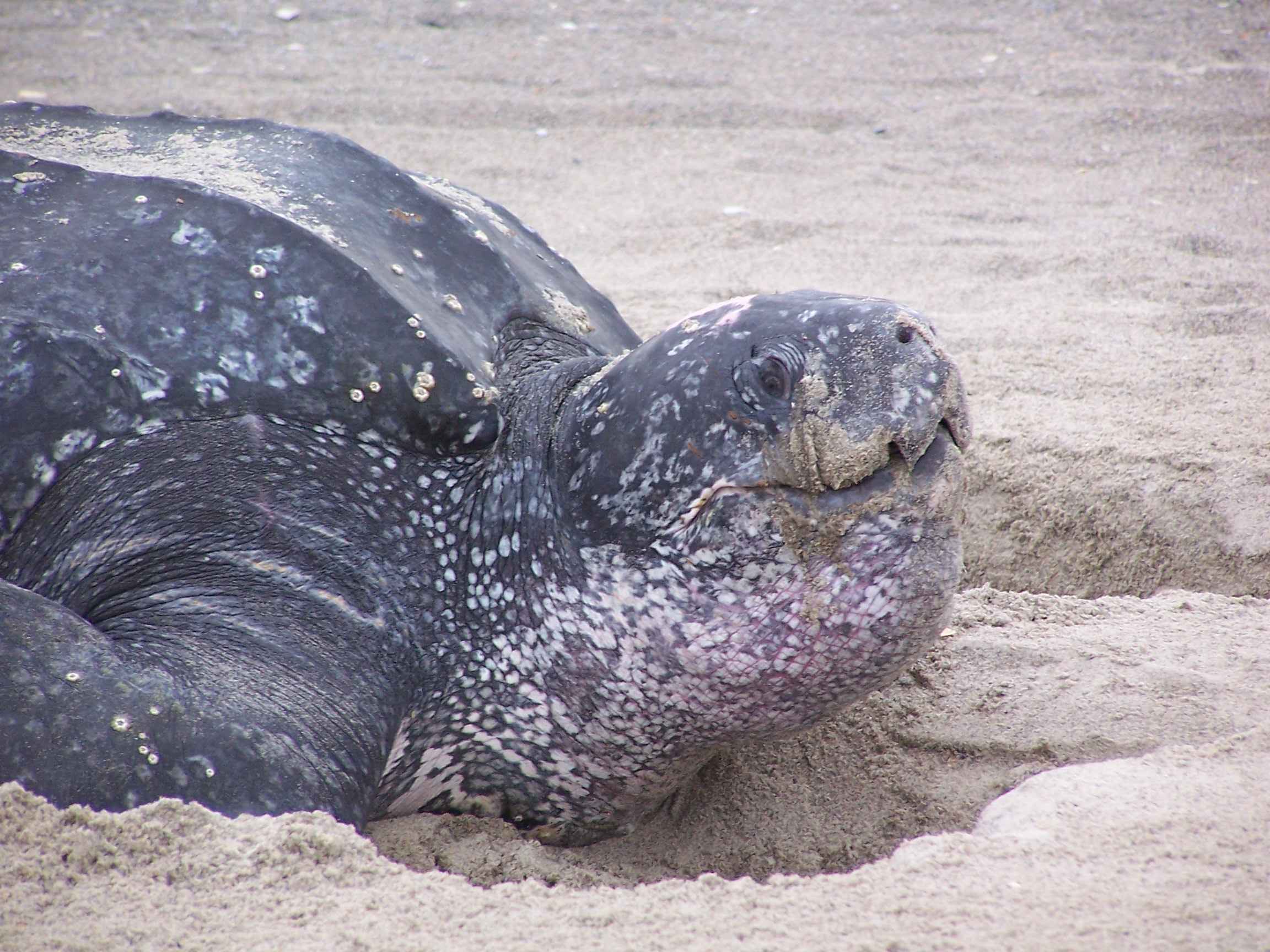 leatherback turtle at Phinda Private Game Reserve in KwaZulu-Natal