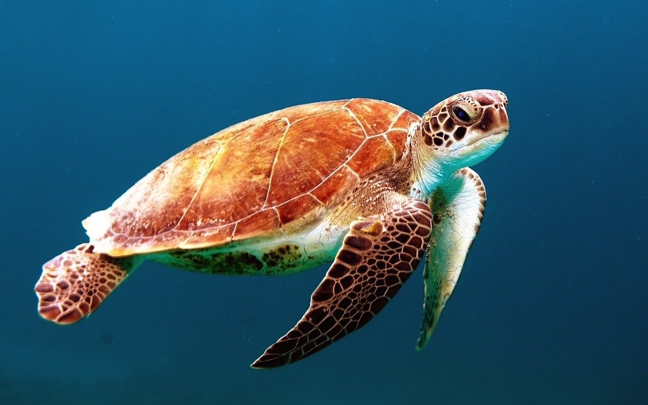 The animals at Phinda Priate Game Reserve are fascinating, like this loggerhead turtle swimming in the Indian Ocean