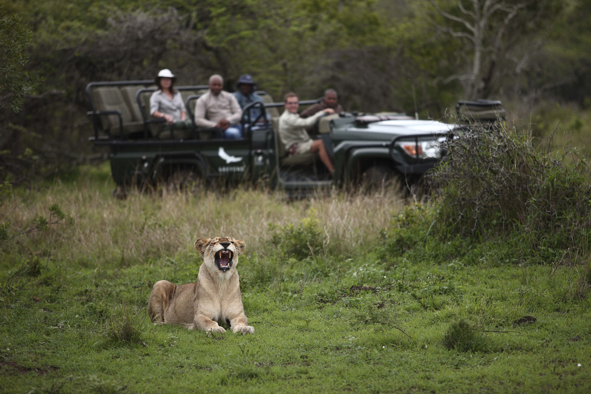 Phinda Game Drive at Phinda Private Game Reserve in KwaZulu-Natal