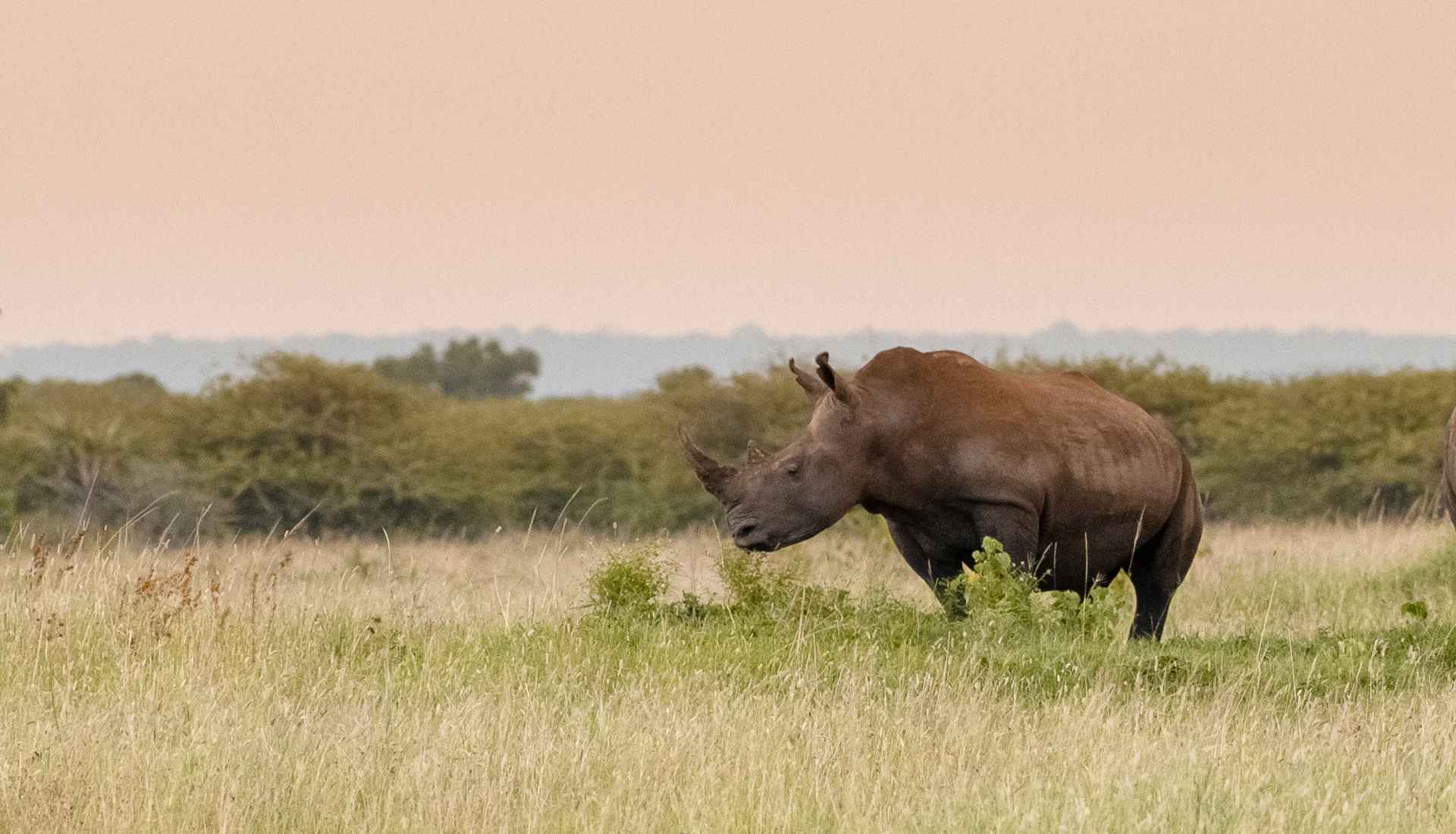 Rhinocéros au KwaZulu-Natal