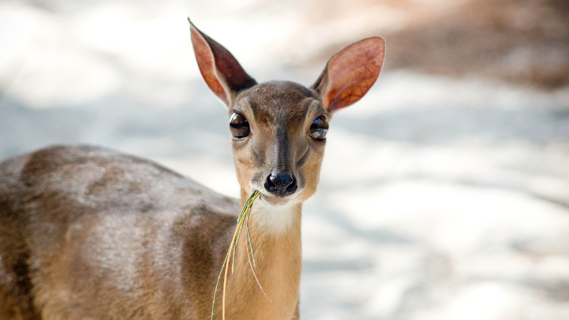 Rare Suni Antelope