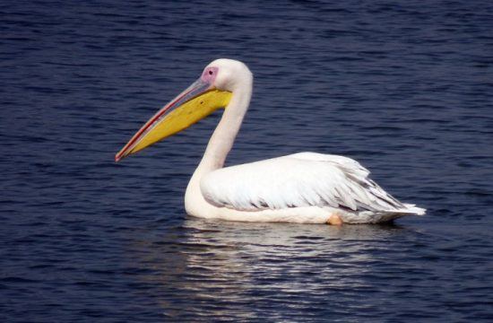 Gehört zur Tierwelt im Phinda Private Game Reserve: Rosapelikane