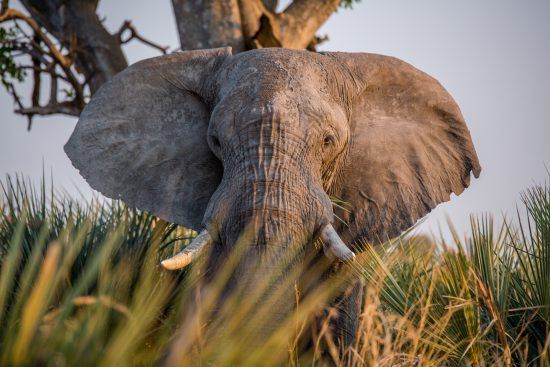 An elephant stands on the Botswana landscape