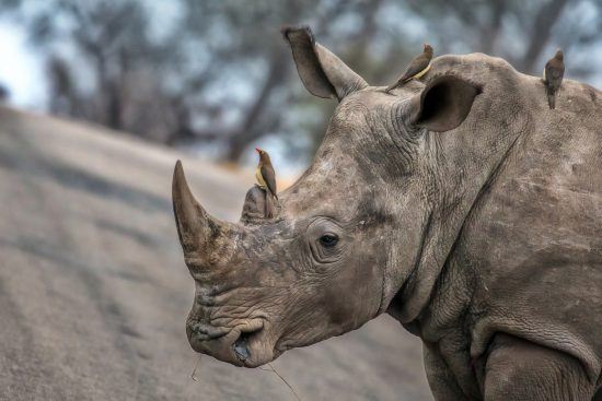 El Kruger todavía acoge a varias decenas de este animal